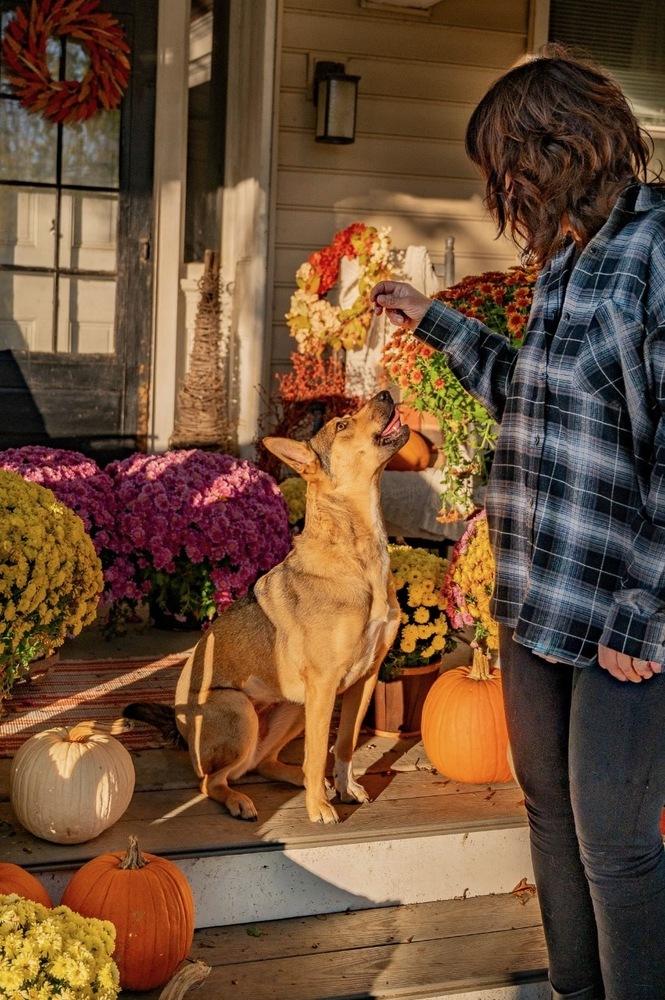 Enlarge Samantha, a Adoptable mixed breed in Xenia, OH image 1/6