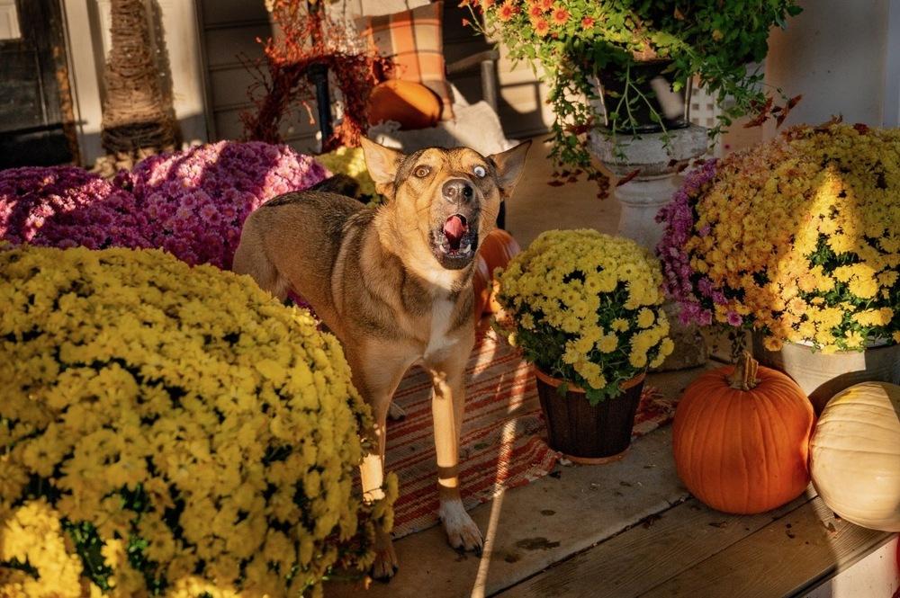 Samantha thumbnail 2