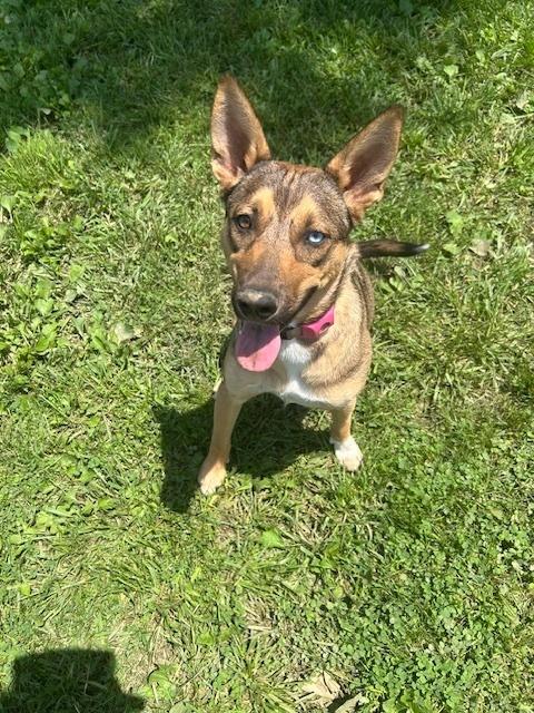 Samantha, Adoptable, Young Female Shepherd & Husky.