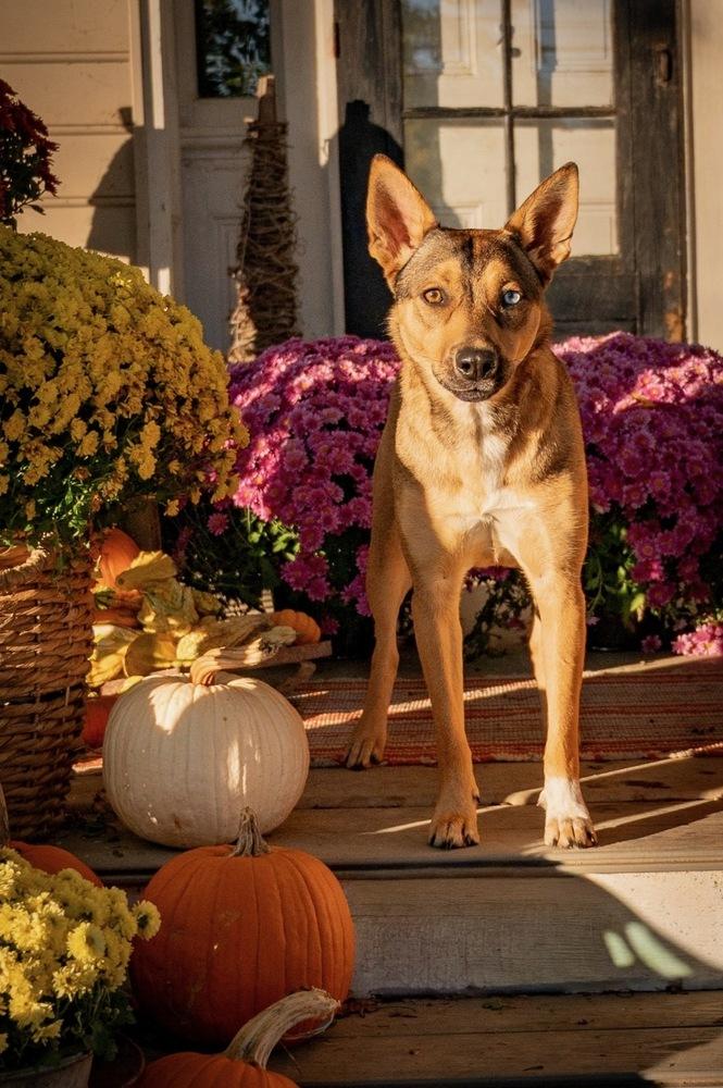 Enlarge Samantha, a Adoptable mixed breed in Xenia, OH image 3/6