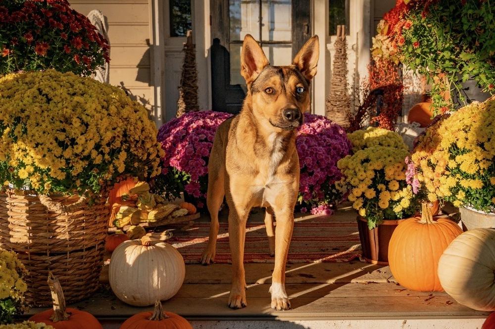 Enlarge Samantha, a Adoptable mixed breed in Xenia, OH image 6/6