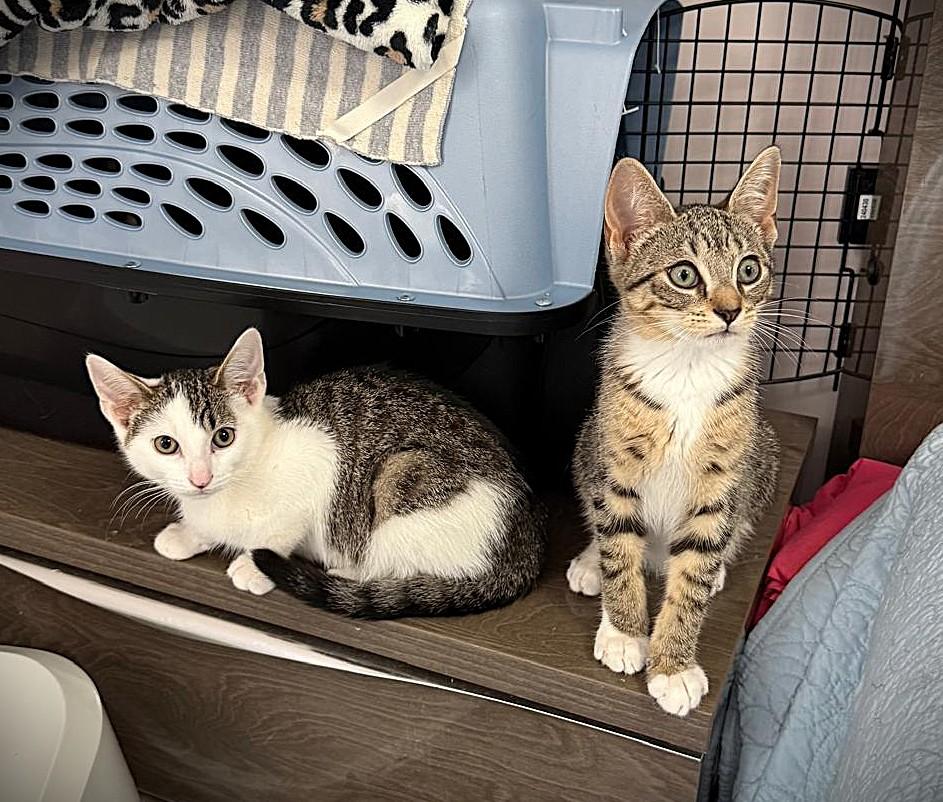 Enlarge Coon and Boots, a Adoptable Domestic Short Hair in Brooklyn, NY image 1/1