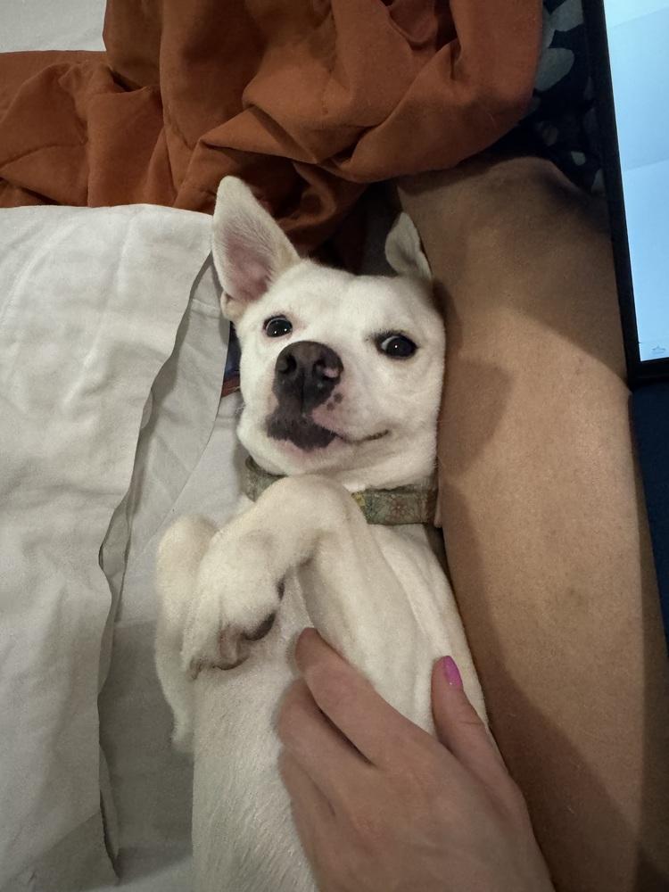 Enlarge Millie, a Adoptable mixed breed in Wildomar, CA image 3/5