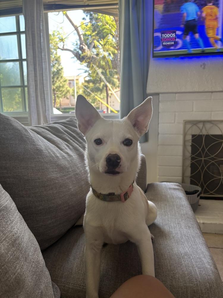 Enlarge Millie, a Adoptable mixed breed in Wildomar, CA image 4/5