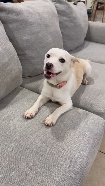 Enlarge Millie, a Adoptable mixed breed in Wildomar, CA video 5/5