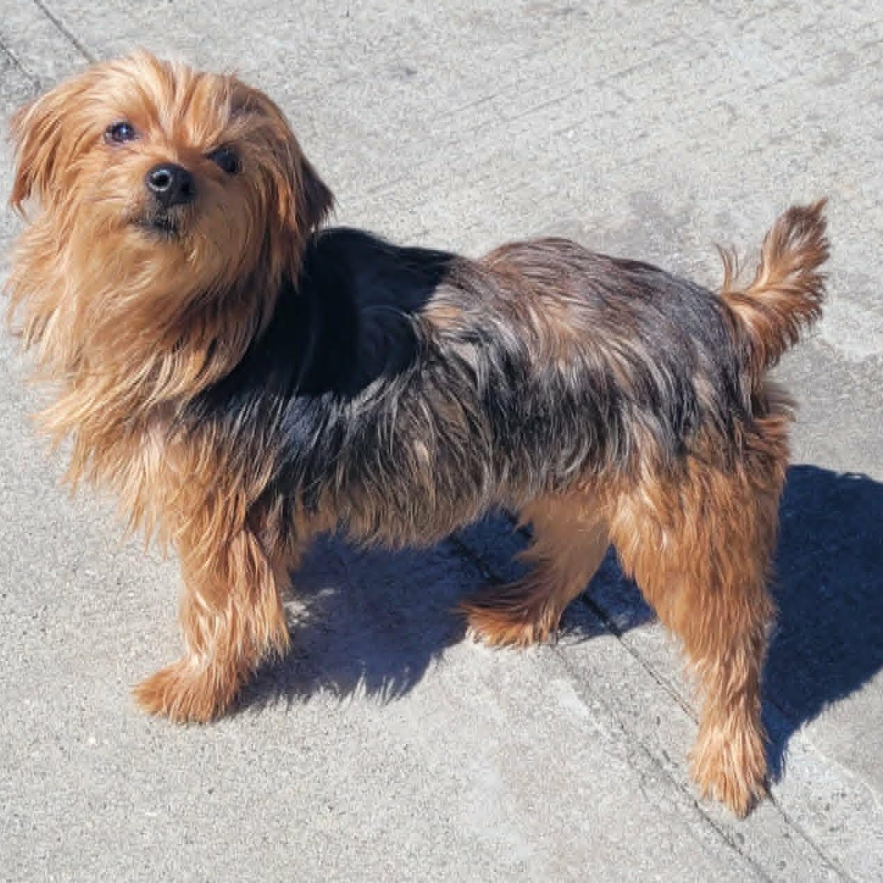 Enlarge Ella, Lap Dog, a Adoptable mixed breed in Meriden, CT image 6/6
