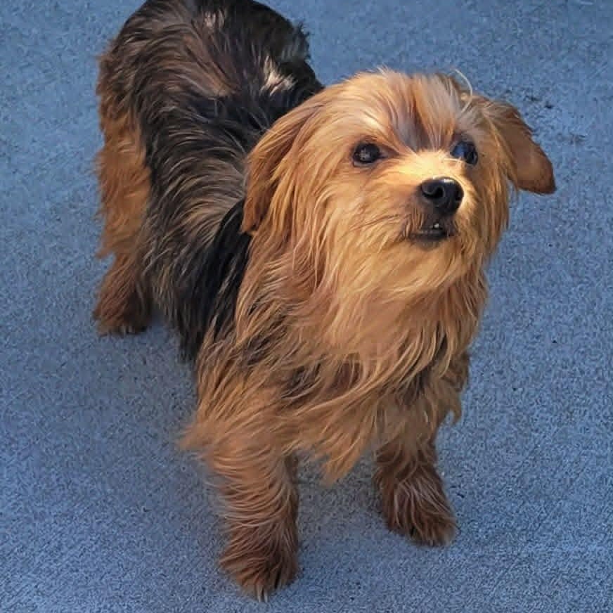 Enlarge Ella, Lap Dog, a Adoptable mixed breed in Meriden, CT image 4/6