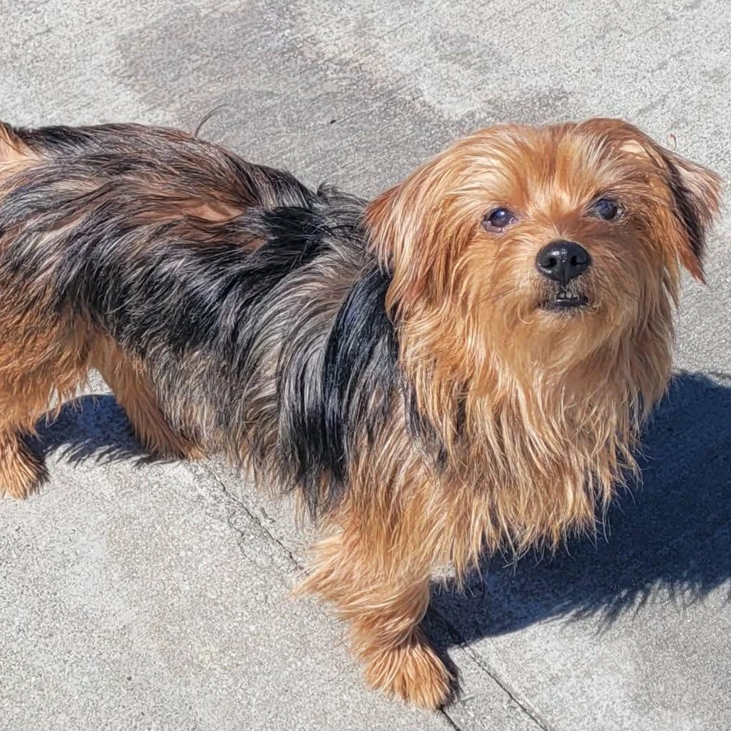 Ella, Lap Dog, Adoptable, Adult Female Yorkshire Terrier.