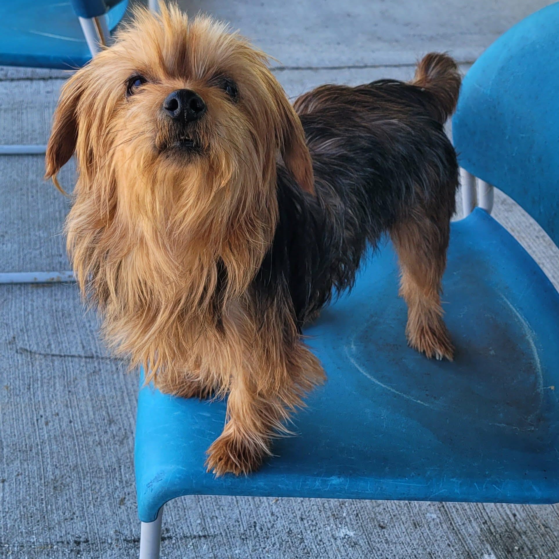 Enlarge Ella, Lap Dog, a Adoptable mixed breed in Meriden, CT image 3/6