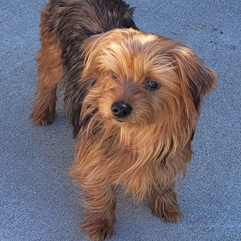 Enlarge Ella, Lap Dog, a Adoptable mixed breed in Meriden, CT image 2/6