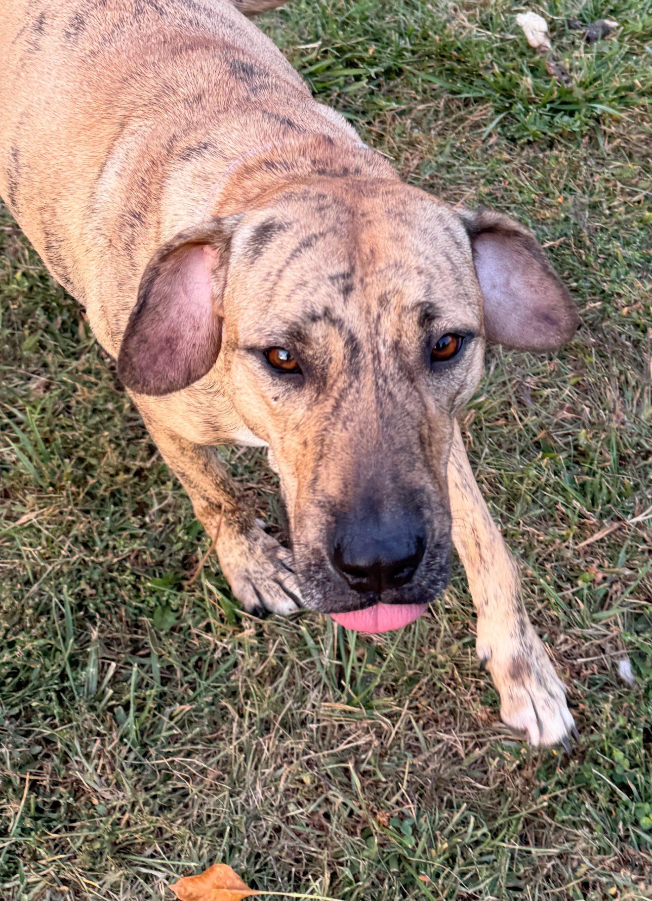 Enlarge Tiggy, a Adoptable mixed breed in Albion, NY image 4/6