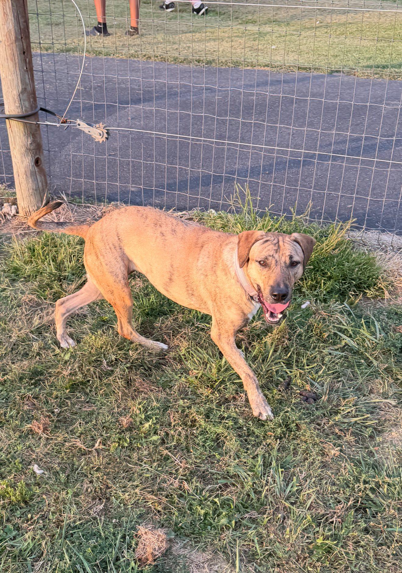 Enlarge Tiggy, a Adoptable mixed breed in Albion, NY image 6/6