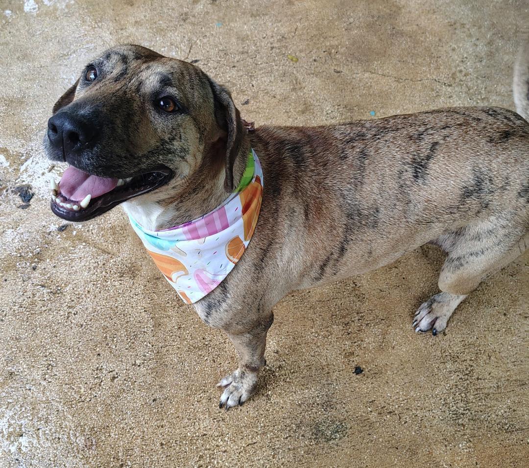 Enlarge Tiggy, a Adoptable mixed breed in Albion, NY image 3/6