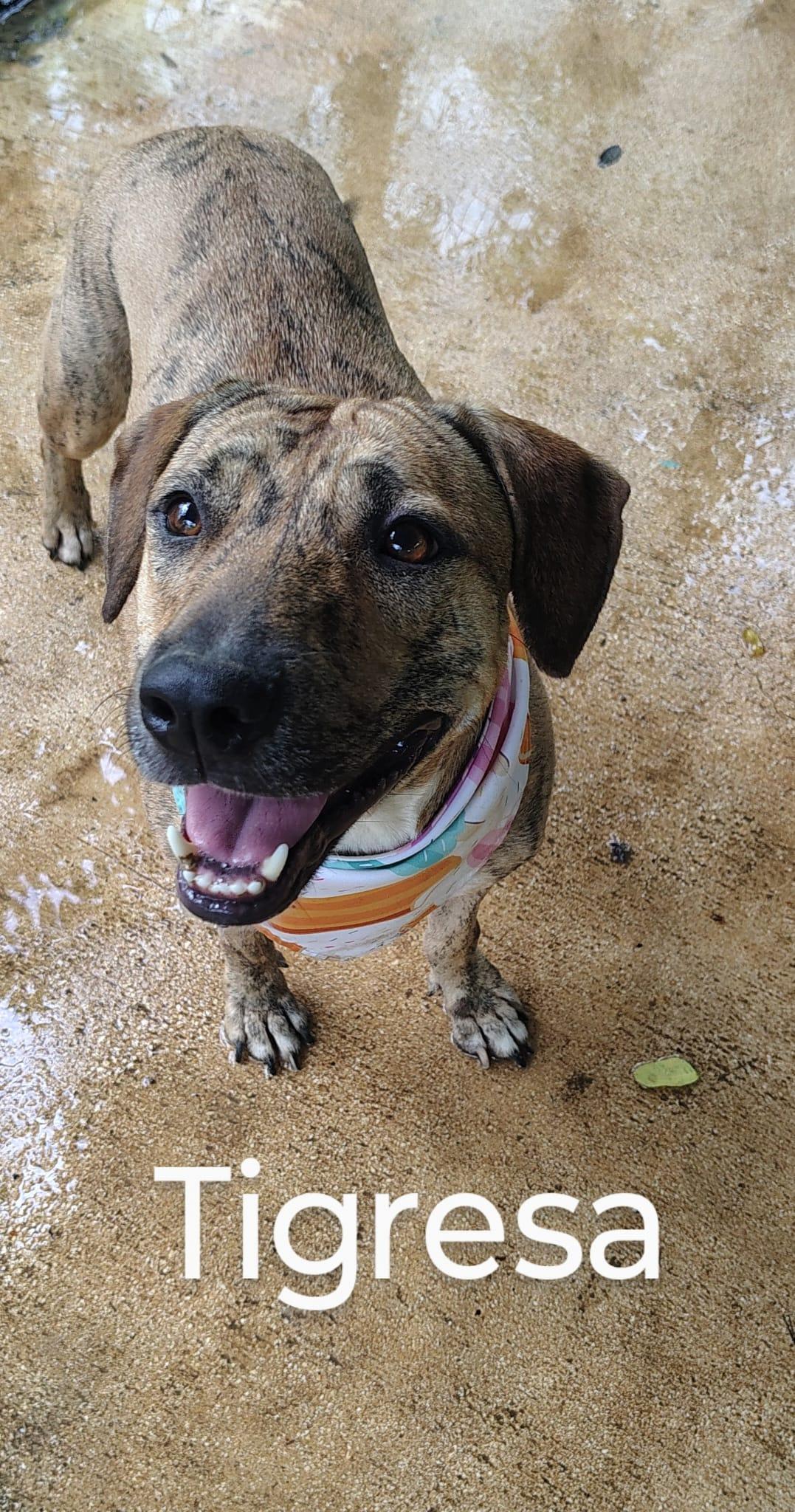 Enlarge Tiggy, a Adoptable mixed breed in Albion, NY image 5/6