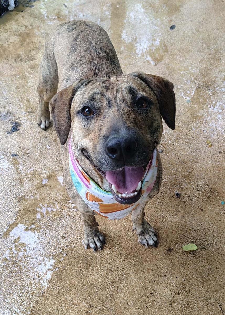 Enlarge Tiggy, a Adoptable mixed breed in Albion, NY image 2/6