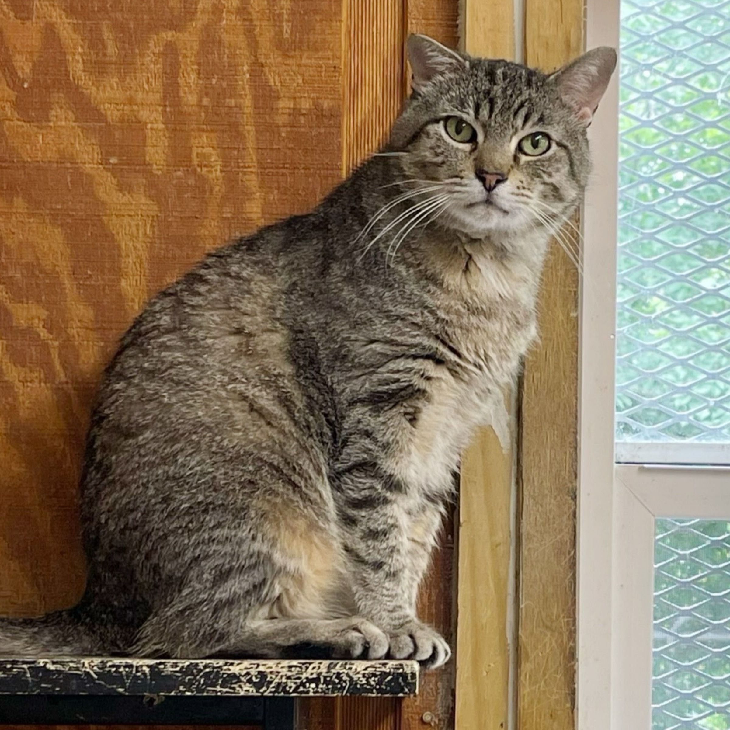 Jerry — thumbnail 4