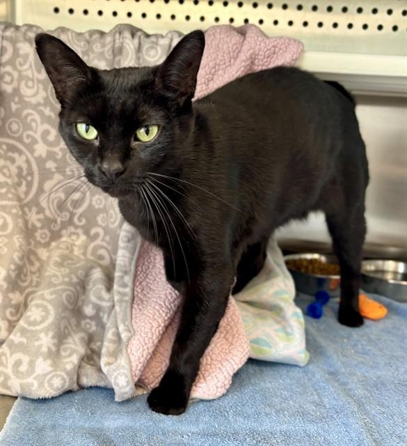 Enlarge MIDNIGHT, a Adoptable Domestic Short Hair in Kalamazoo, MI image 1/1