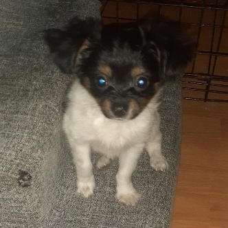 Enlarge Ganon, a Adopted mixed breed in Philadelphia, PA image 2/2