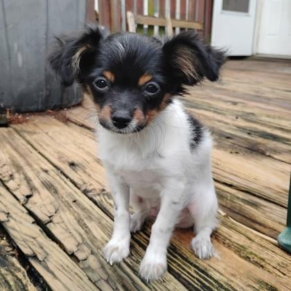 Enlarge Ganon, a Adopted mixed breed in Philadelphia, PA image 1/2