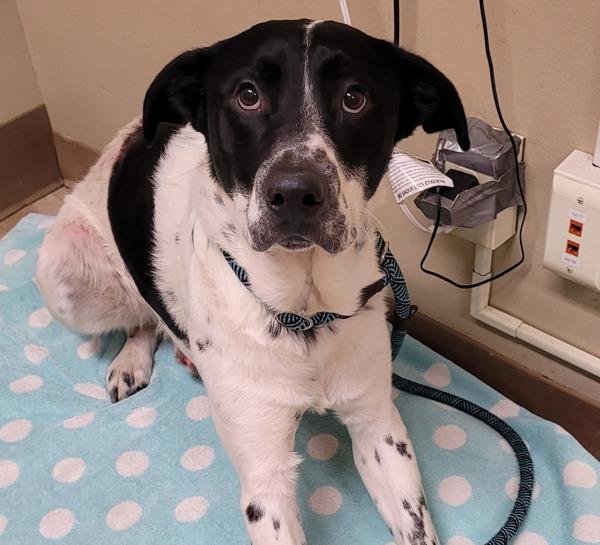 Enlarge Nelson (mcas), a Adoptable mixed breed in Troutdale, OR image 1/1