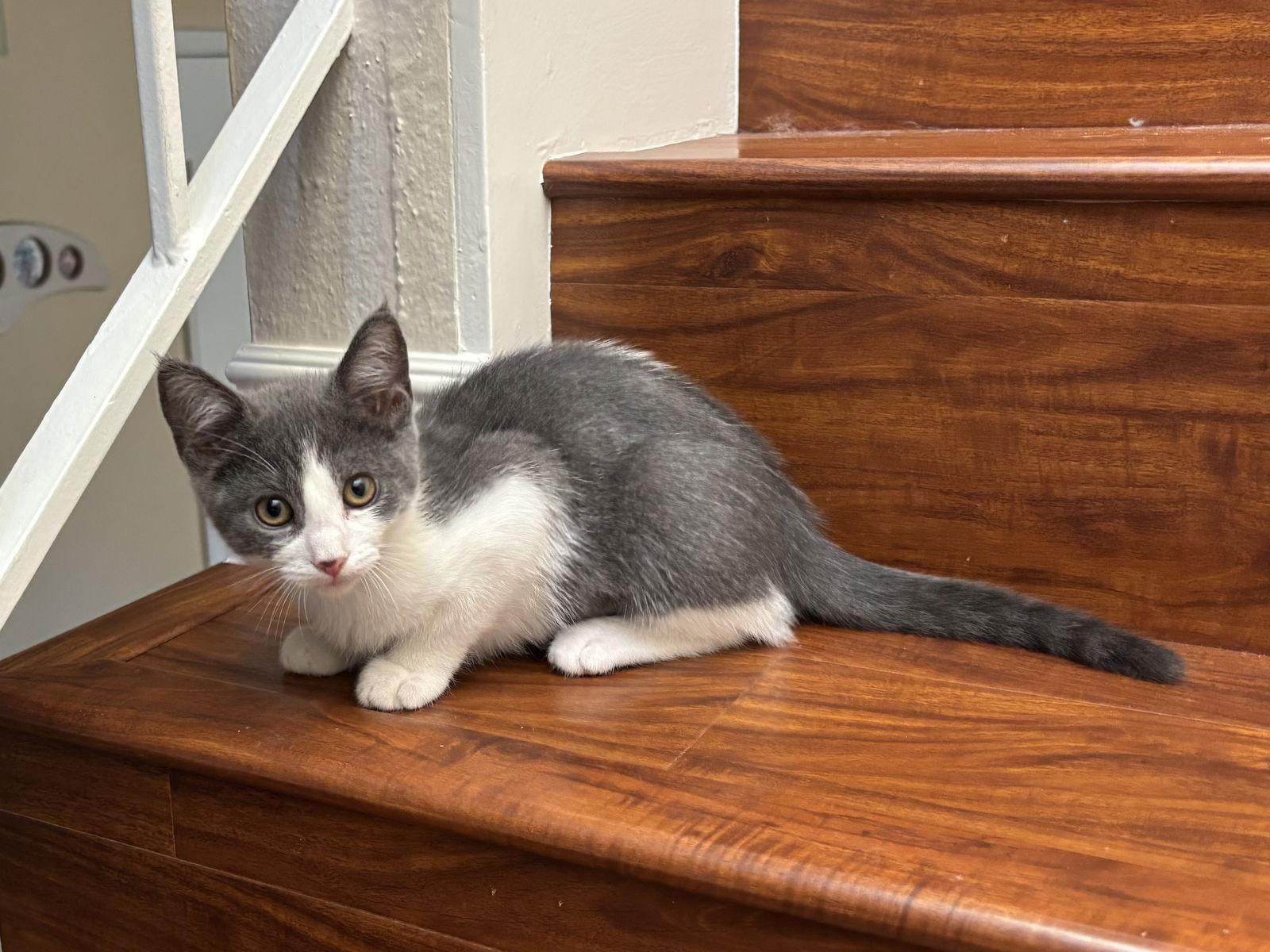 Aurelie, Adopted, Young Female Russian Blue & Tuxedo.
