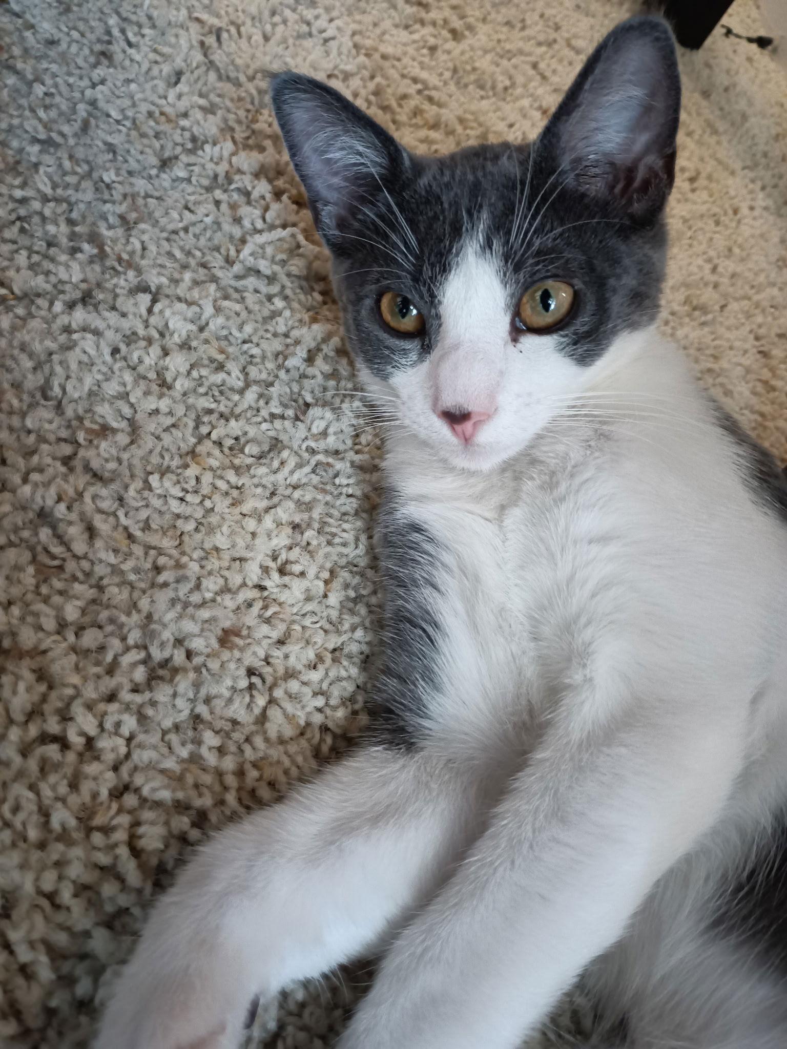 Aurelie, a Adopted mixed breed in Laguna Niguel, CA image 3/3