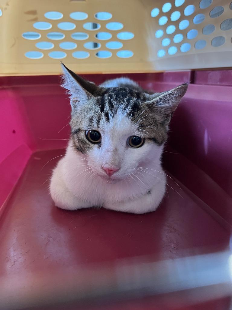 Radiohead, Adoptable, Young Male Domestic Short Hair.