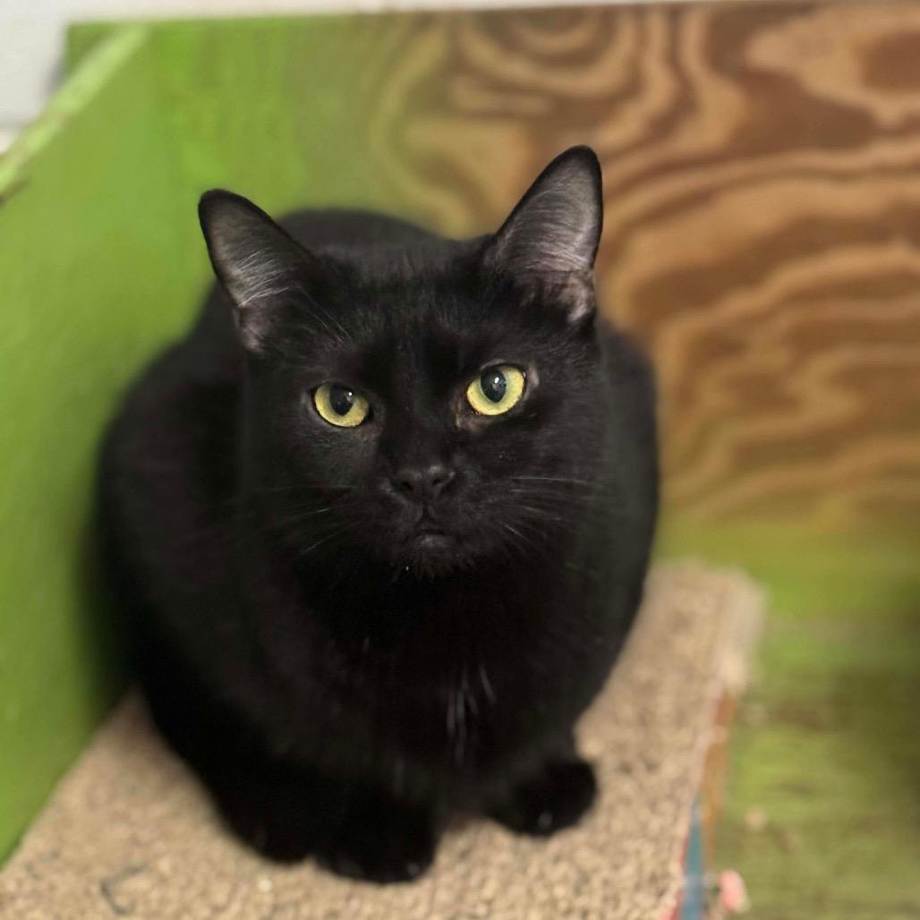 Shauna, Adoptable, Young Female Domestic Short Hair.
