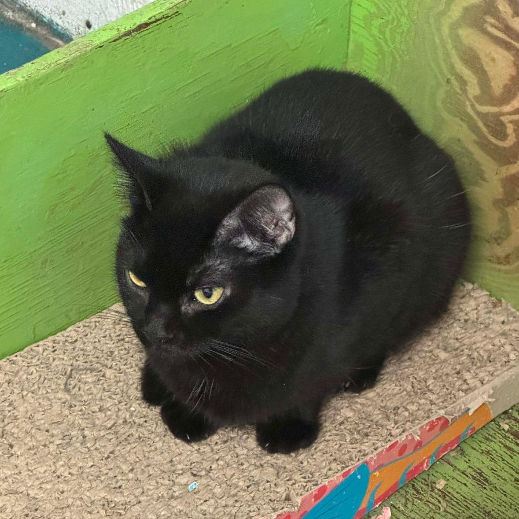 Shauna, a Adoptable Domestic Short Hair in Eufaula, AL image 2/3