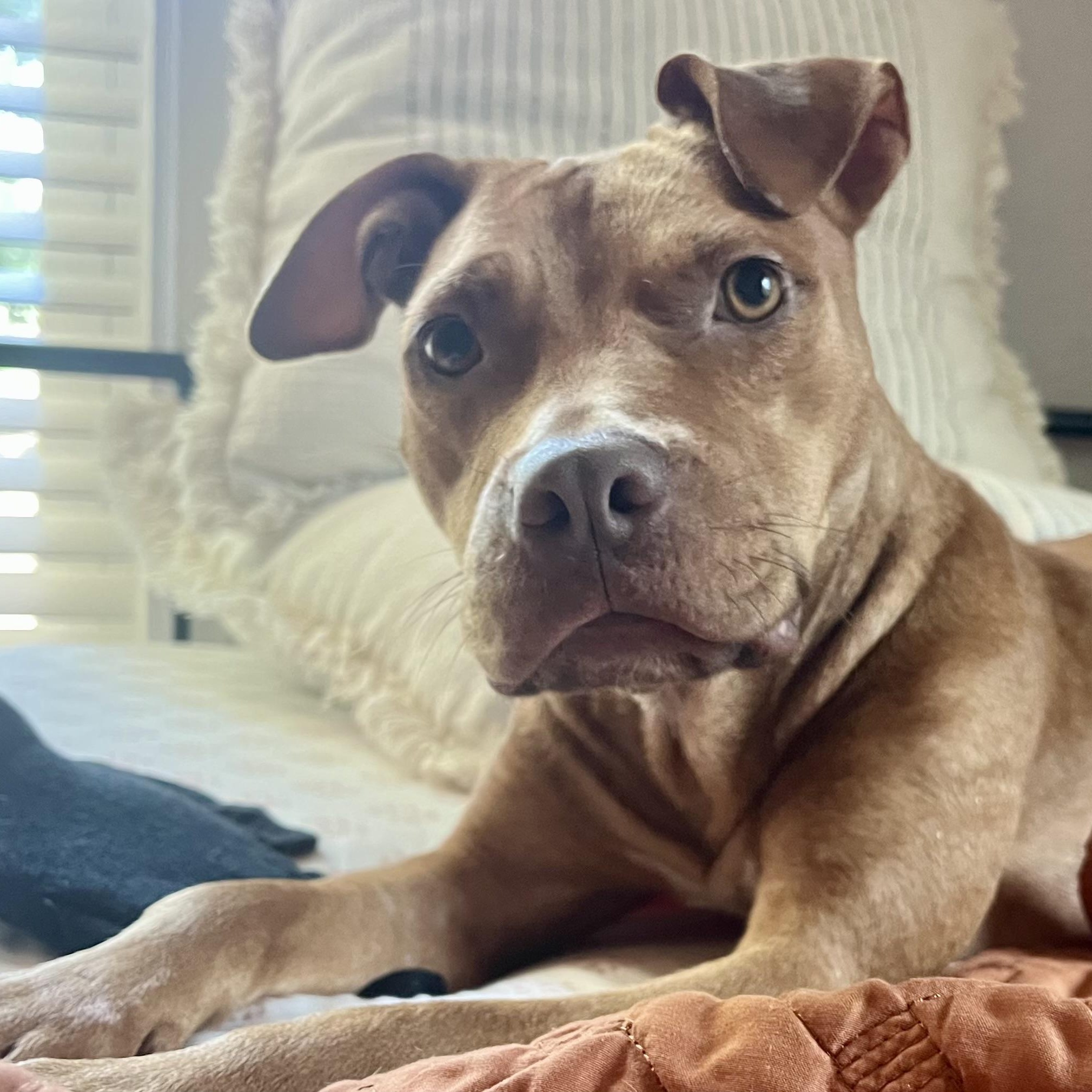 Enlarge Anabelle, a Adoptable mixed breed in Sacramento , CA image 3/6