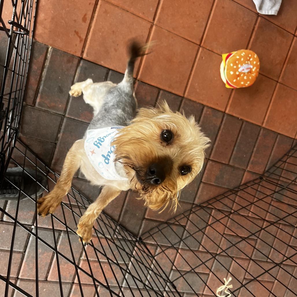 Melvin, Adoptable, Adult Male Yorkshire Terrier.
