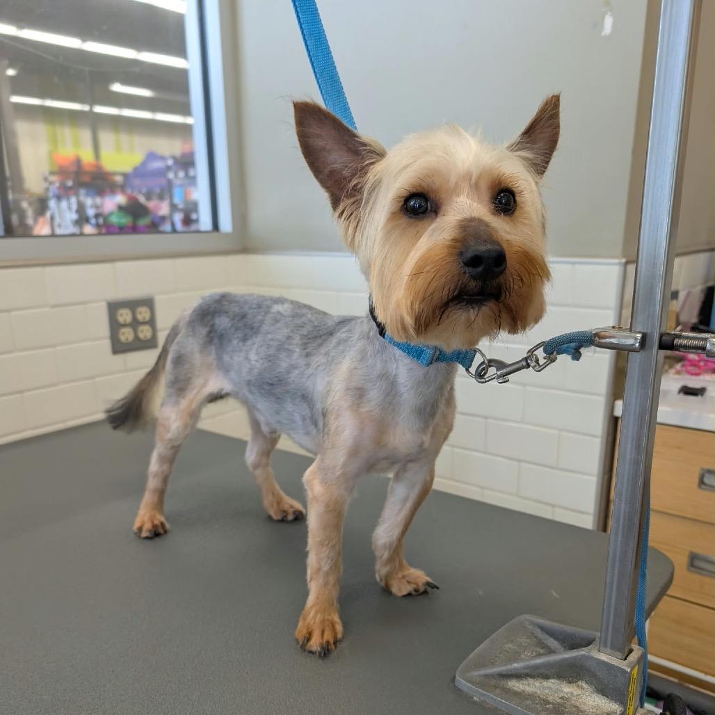 Enlarge Melvin, a Adoptable Yorkshire Terrier in Pasadena , MD image 2/2