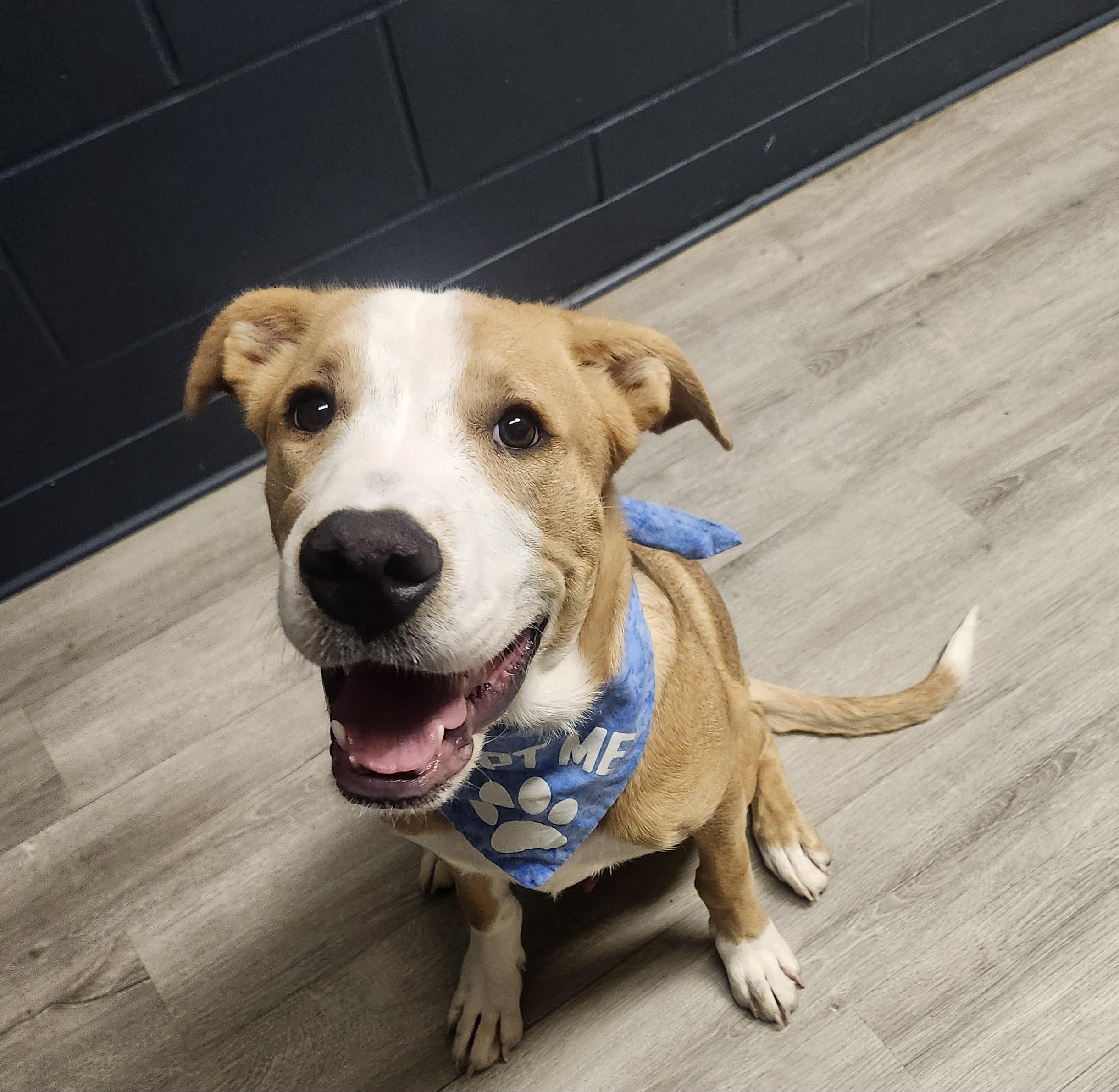 Bajingo, Adopted, Puppy Male Yellow Labrador Retriever.