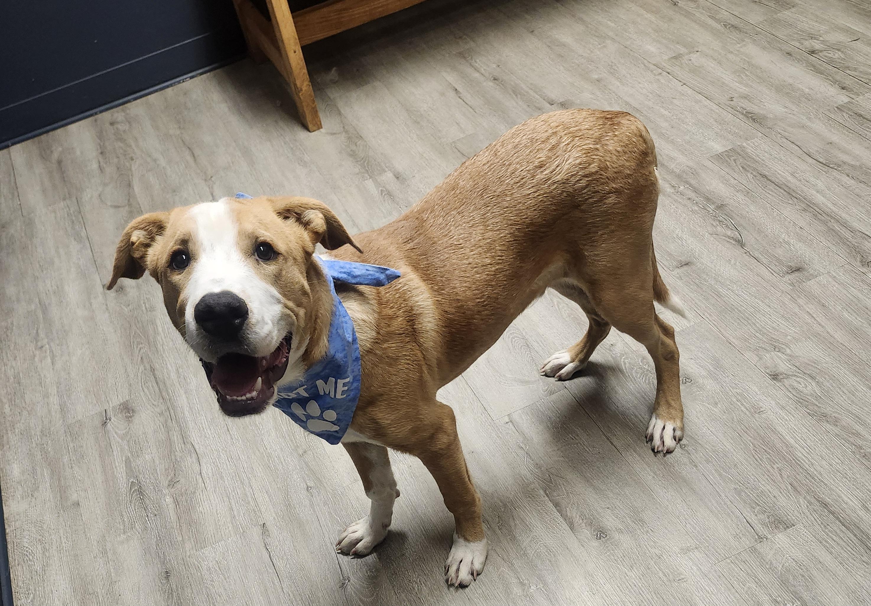 Enlarge Bajingo, a Adopted mixed breed in Mansfield, OH image 2/4