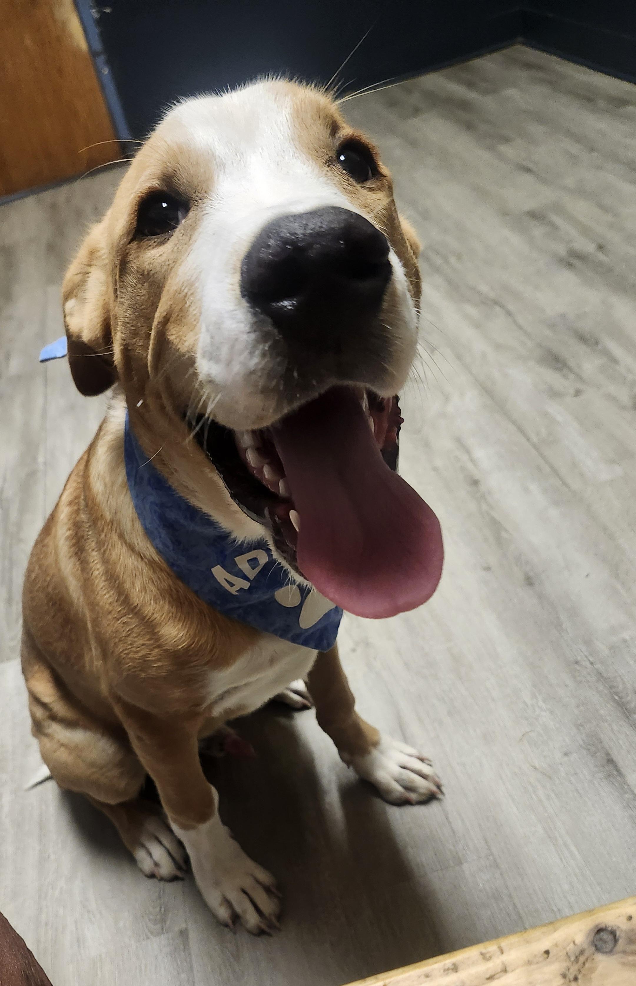 Enlarge Bajingo, a Adopted mixed breed in Mansfield, OH image 3/4