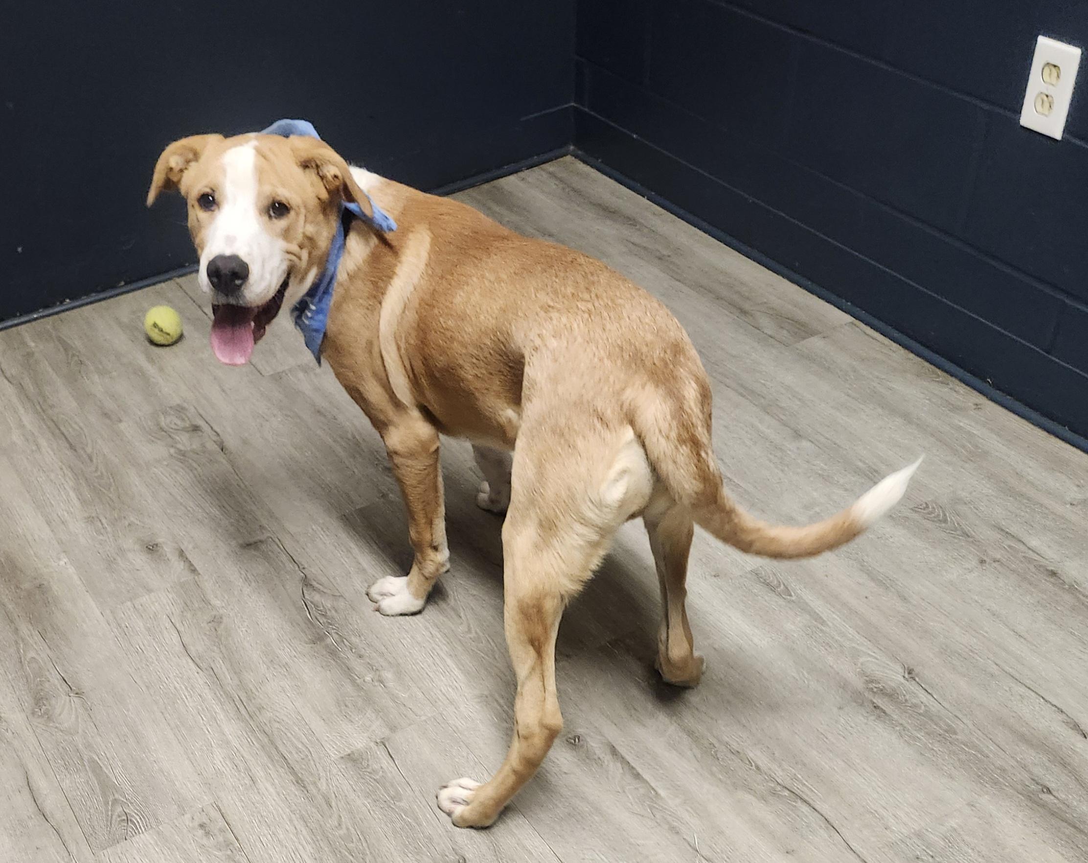 Enlarge Bajingo, a Adopted mixed breed in Mansfield, OH image 4/4