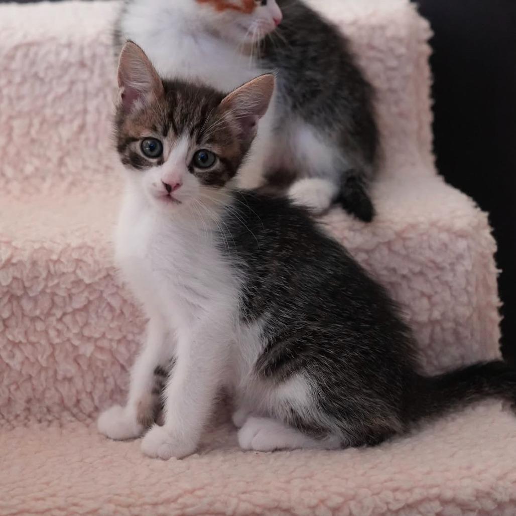 Enlarge Summons, a Adoptable Domestic Short Hair in Los Angeles, CA image 1/6