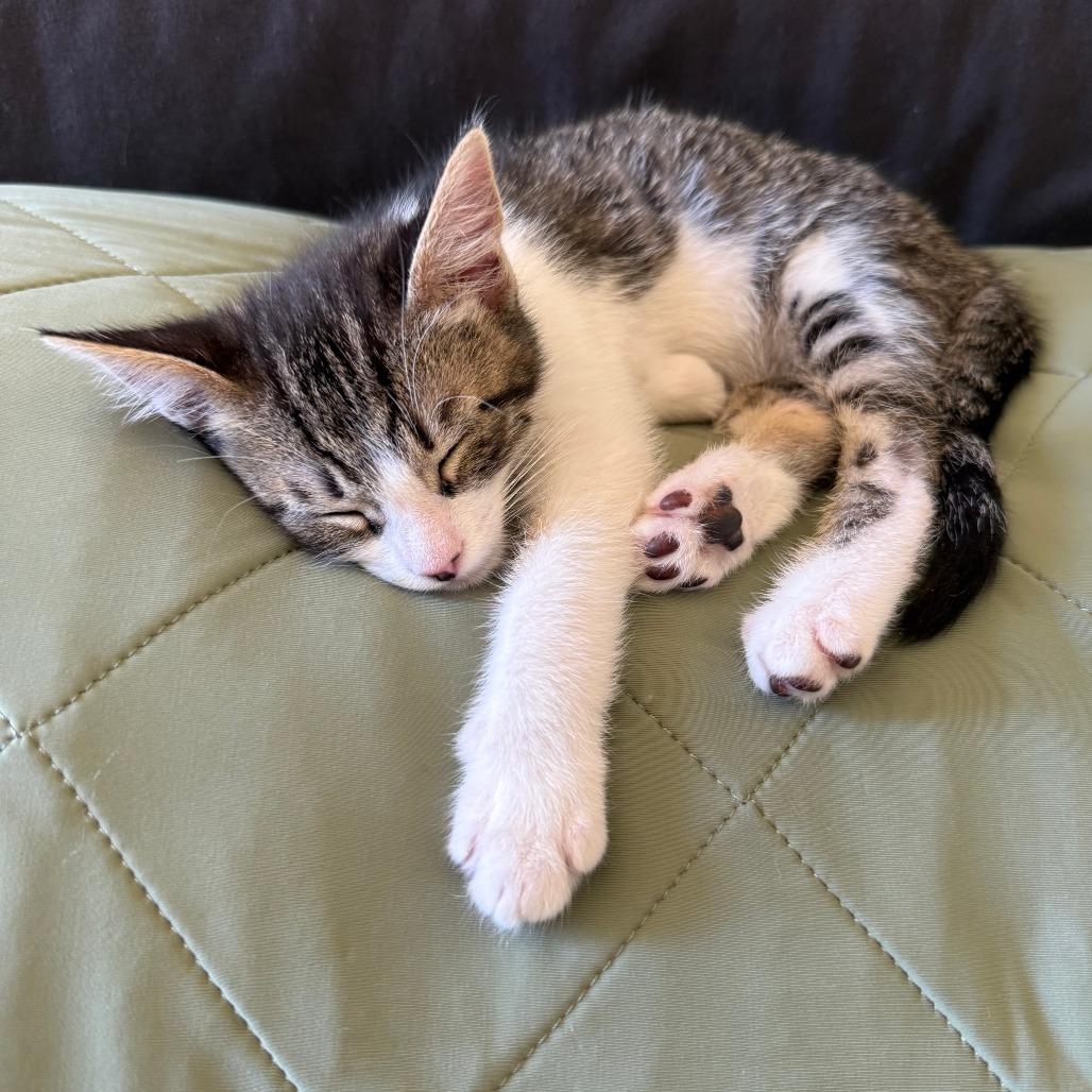 Enlarge Summons, a Adoptable Domestic Short Hair in Los Angeles, CA image 2/6