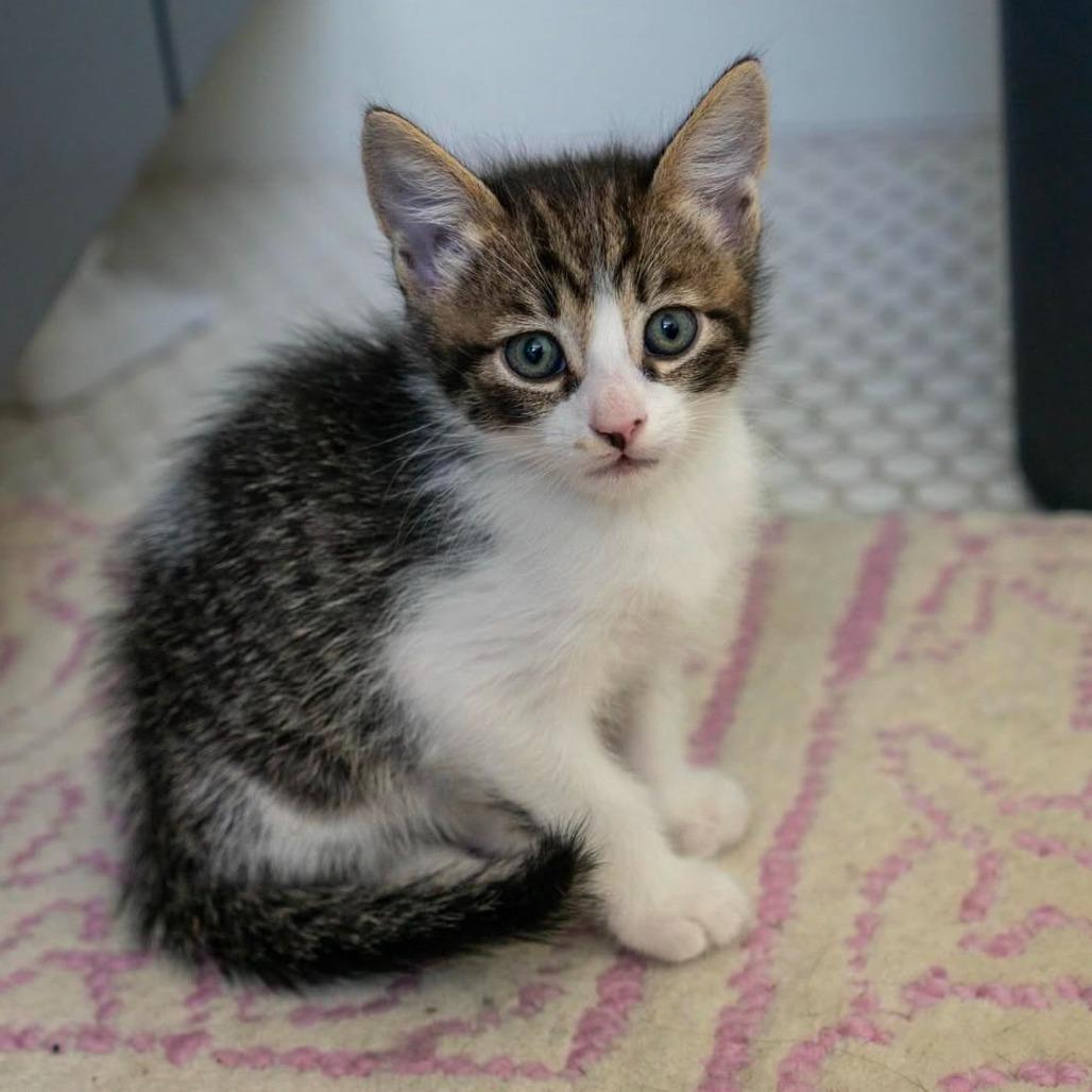 Enlarge Summons, a Adoptable Domestic Short Hair in Los Angeles, CA image 3/6