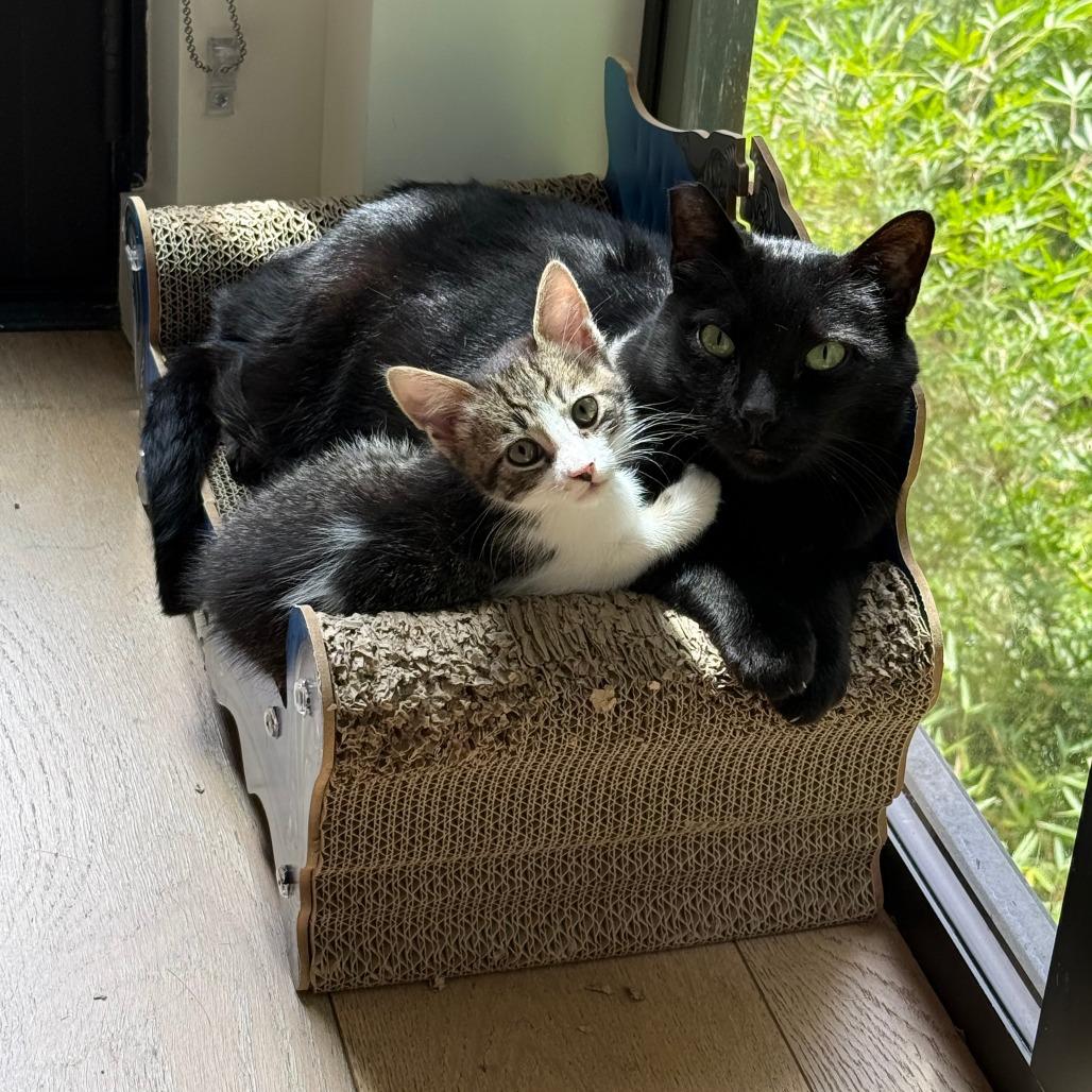 Enlarge Summons, a Adoptable Domestic Short Hair in Los Angeles, CA image 4/6