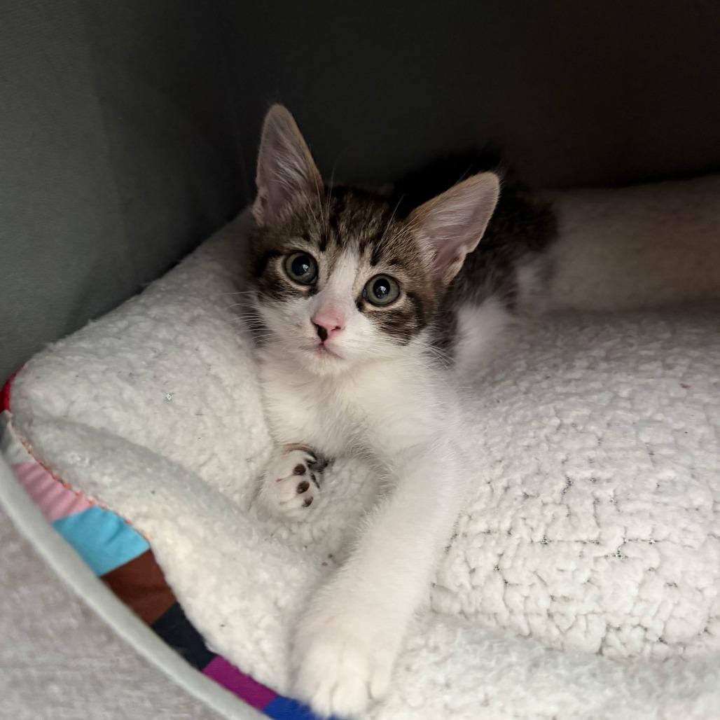 Enlarge Summons, a Adoptable Domestic Short Hair in Los Angeles, CA image 5/6