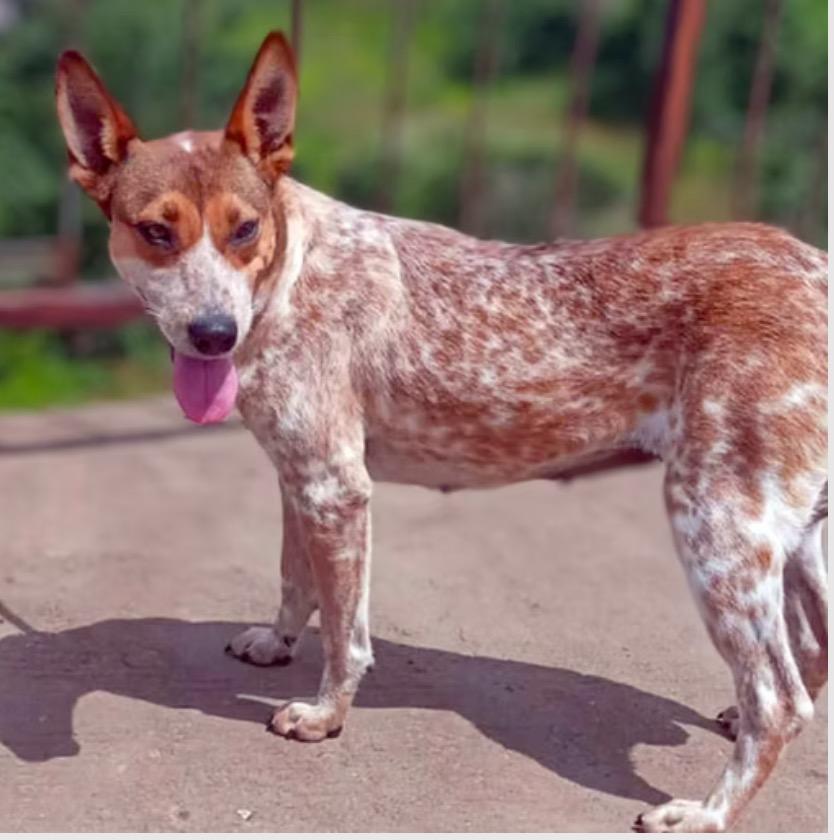 Pecas, a Adoptable Australian Cattle Dog / Blue Heeler in Calgary, AB image 1/5