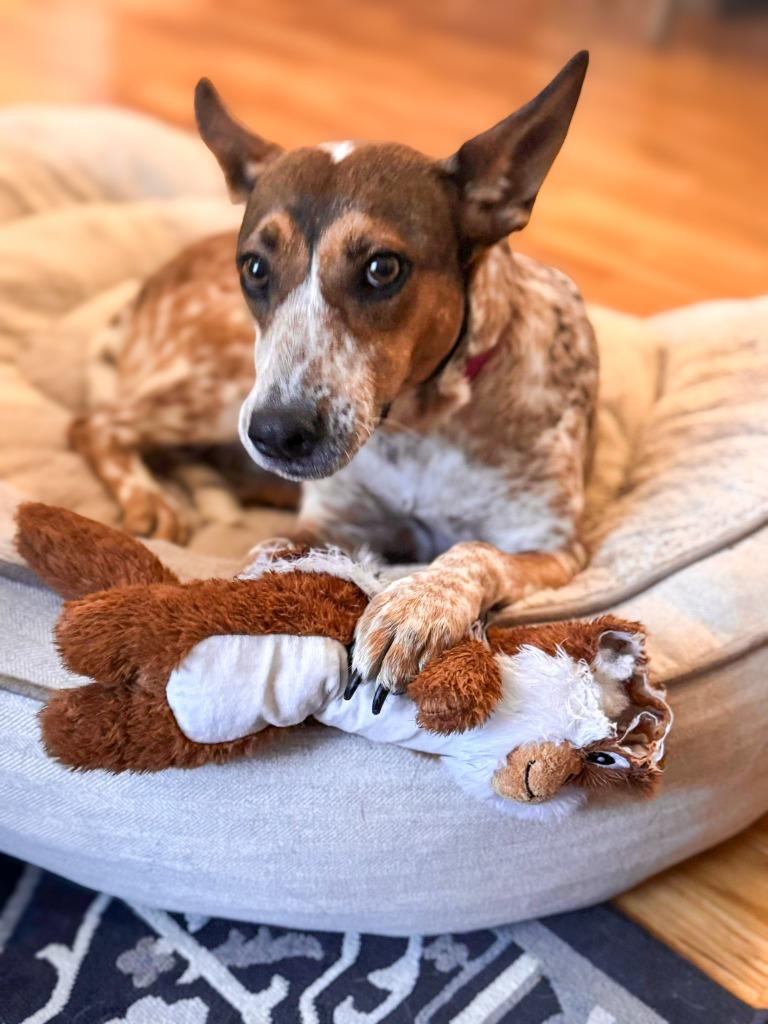 Pecas, a Adoptable Australian Cattle Dog / Blue Heeler in Calgary, AB image 2/5