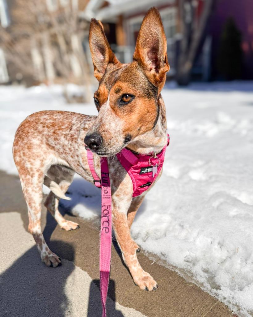 Pecas, a Adoptable Australian Cattle Dog / Blue Heeler in Calgary, AB image 3/5