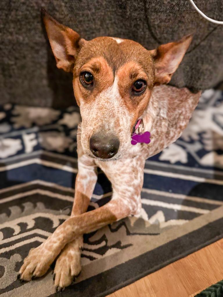 Pecas, a Adoptable Australian Cattle Dog / Blue Heeler in Calgary, AB image 4/5