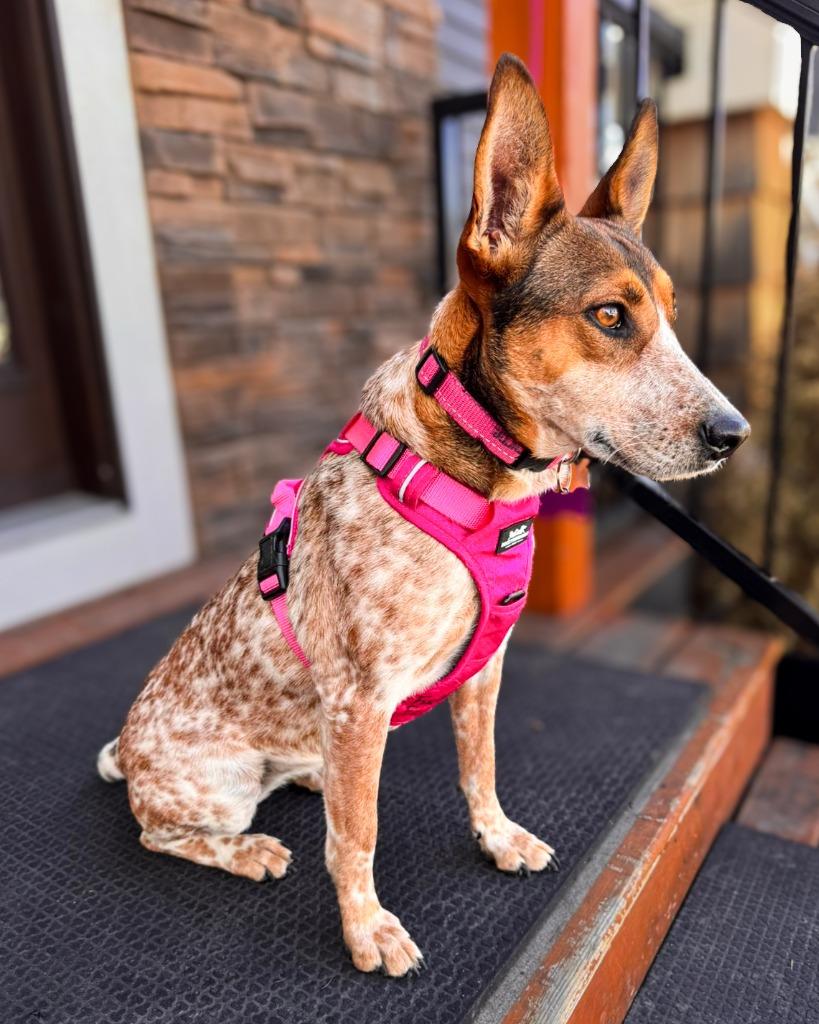 Pecas, a Adoptable Australian Cattle Dog / Blue Heeler in Calgary, AB image 5/5