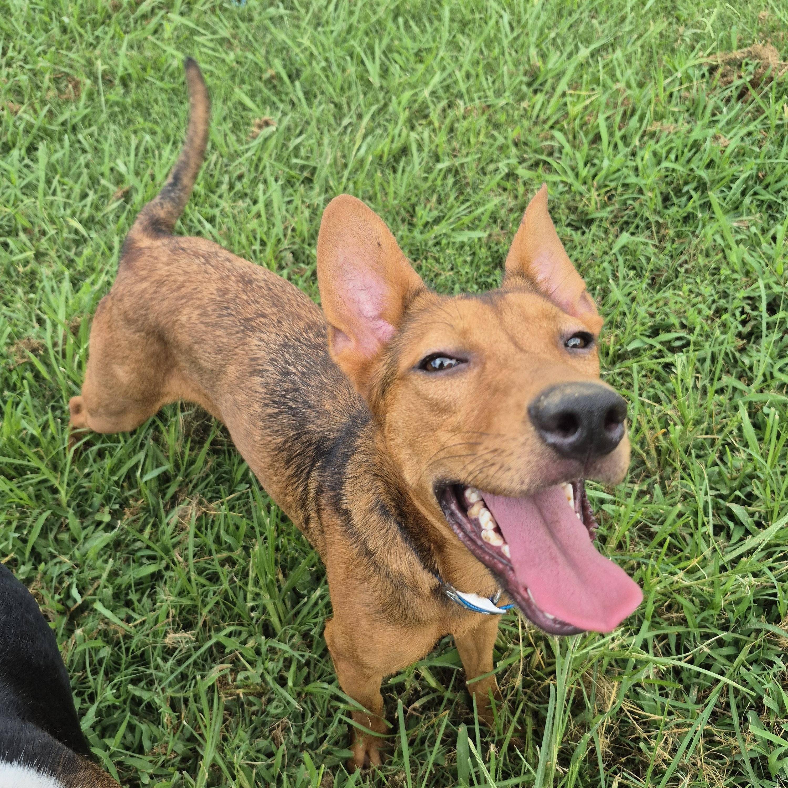 Lainey, a Adoptable mixed breed in Chesapeake, VA image 2/3