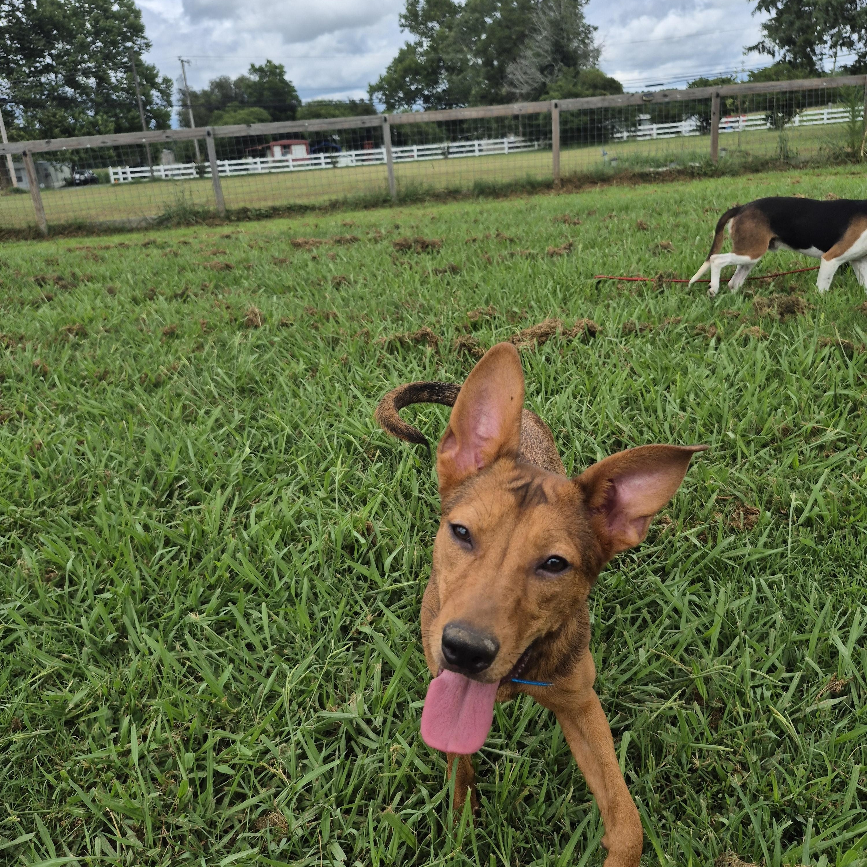 Lainey, a Adoptable mixed breed in Chesapeake, VA image 3/3