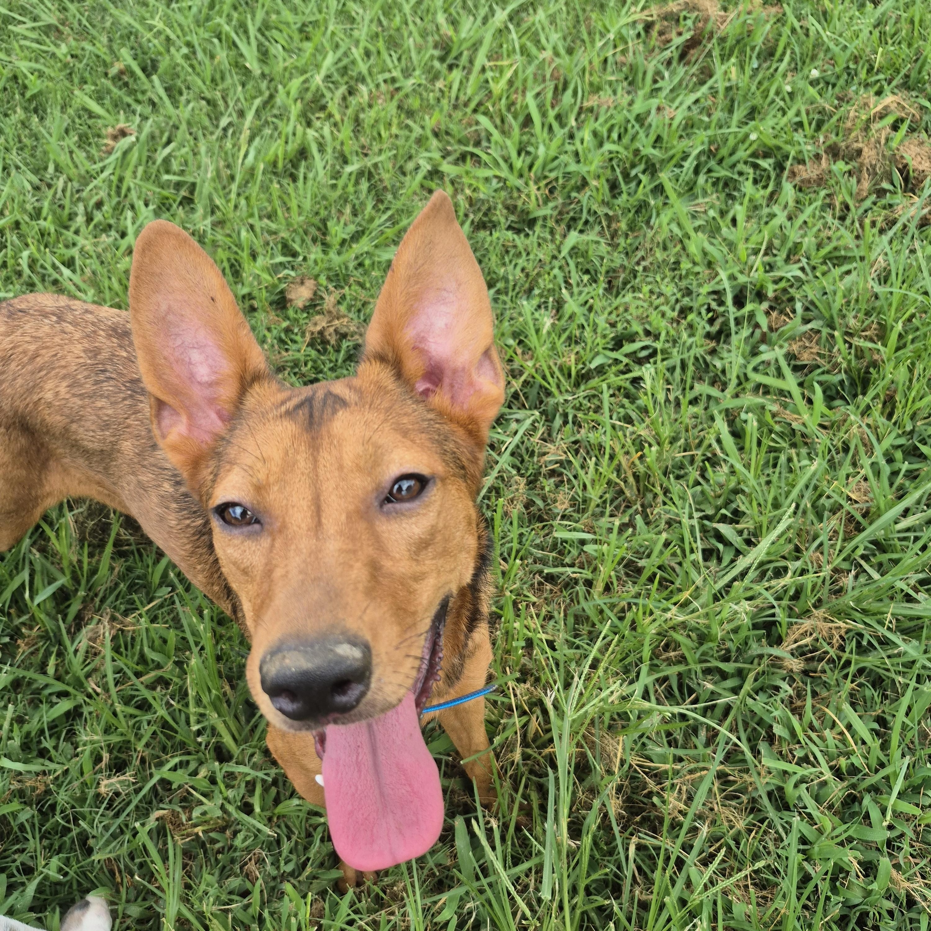 Lainey, a Adoptable mixed breed in Chesapeake, VA image 1/3