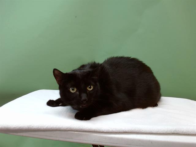 KURO, Adoptable, Adult Female Domestic Short Hair.